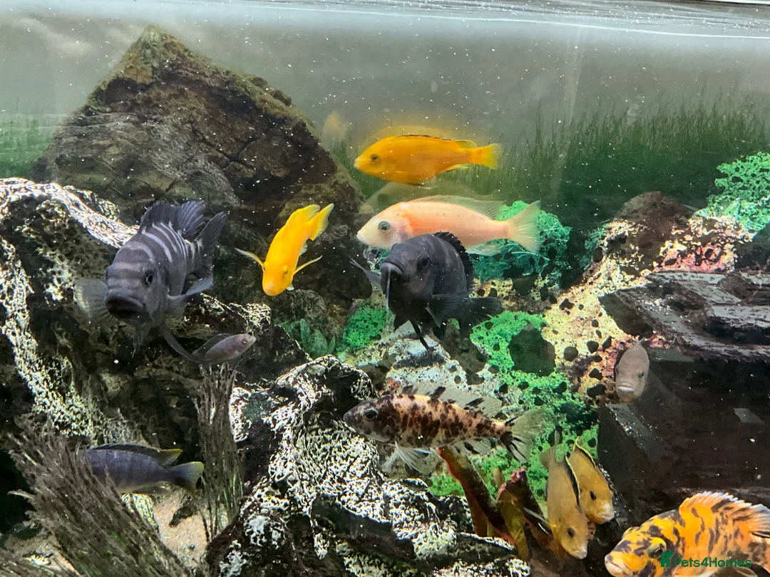 Cichlids fish for sale: Cichlids in Exmouth - Advert 5