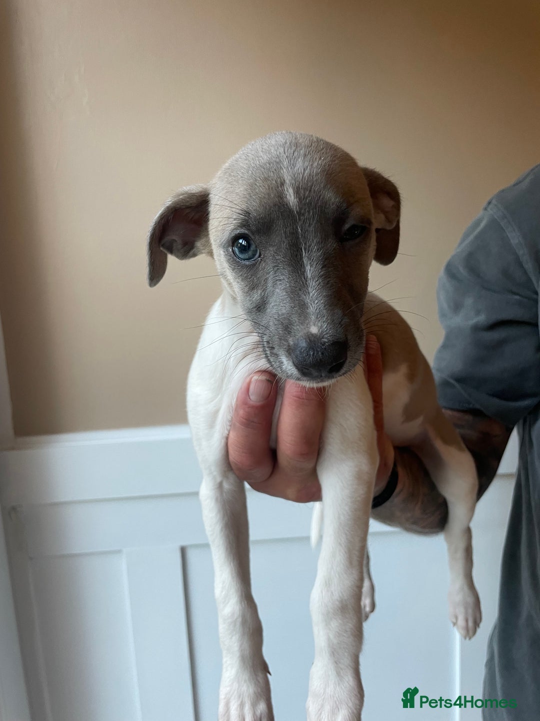 Whippet dogs for sale: Whippet pups  - Image 24