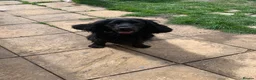 English Springer Spaniel dogs for sale:  Springer spaniel pups looking for forever homes in March - Advert 12