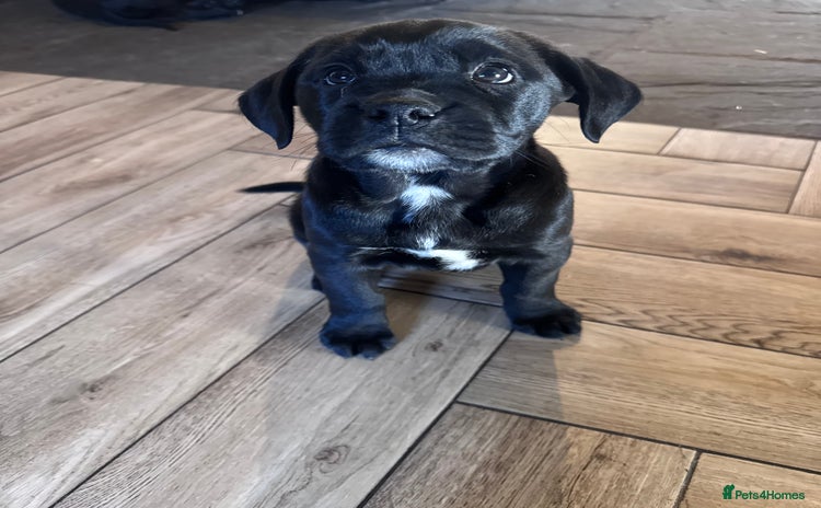 Mixed Breed dogs - Advert 1