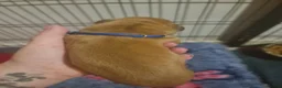 Dogue De Bordeaux dogs for sale: Dogue de bordeaux puppies - Advert 14