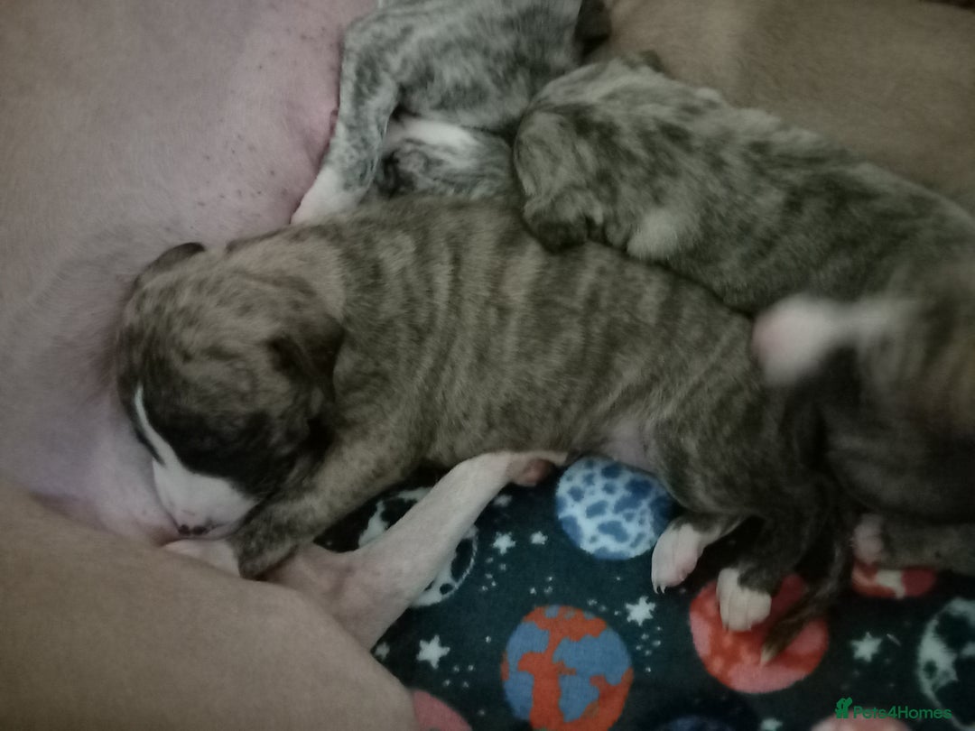 Whippet dogs for sale: Top Class Whippet Puppies - Image 4