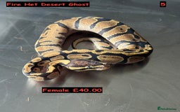Python Snake reptiles for sale: Baby Ball Python's - Advert 5