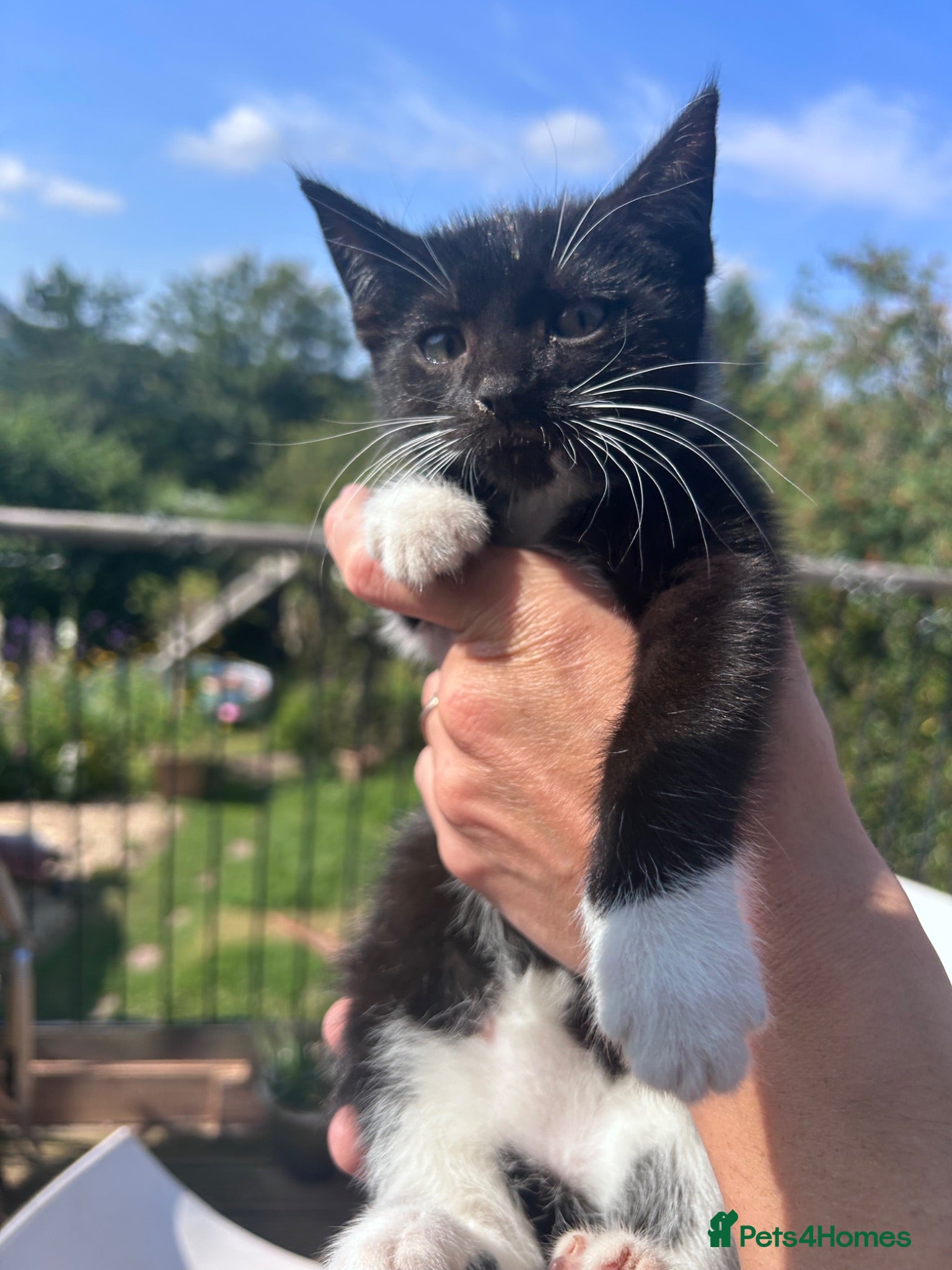 Mixed Breed cats Mixed Breed Tuxedo kittens  - Advert 2