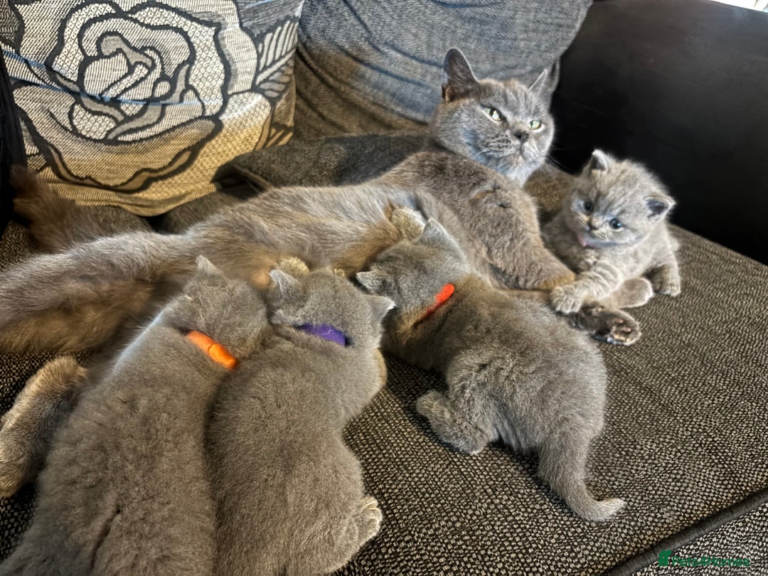 British Shorthair cats for sale: British blue shorthairs girls ready 10/8 - Image 11