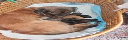 Shih Tzu dogs for sale: Pupies for sold. - Advert 23