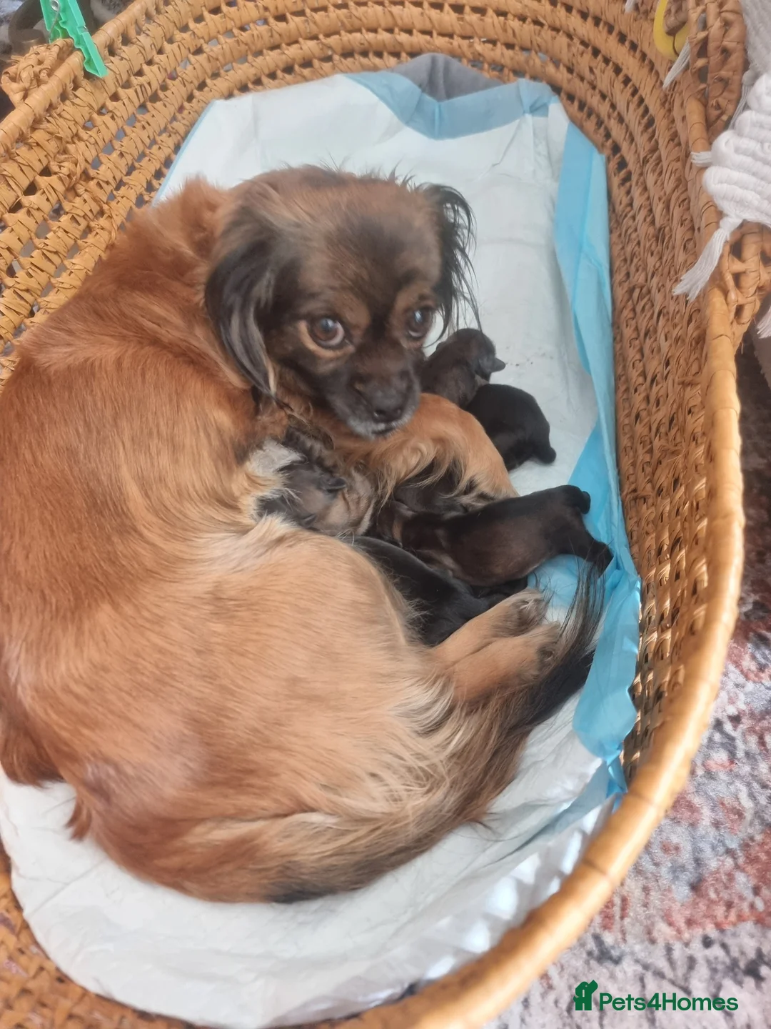 Shih Tzu dogs for sale: Pupies for sold. - Advert 23