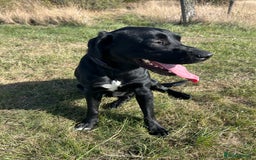 Labrador Retriever dogs for stud: Healthy, gentle Lab boy for stud - Image 3