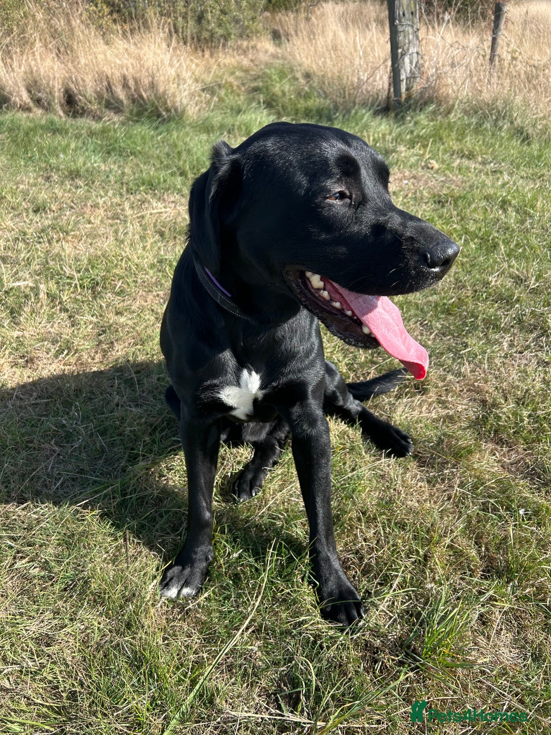 Labrador Retriever dogs for stud: Healthy, gentle Lab boy for stud - Image 3