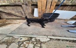 Patterdale Terrier dogs for sale: Patterdale terrier  - Image 4