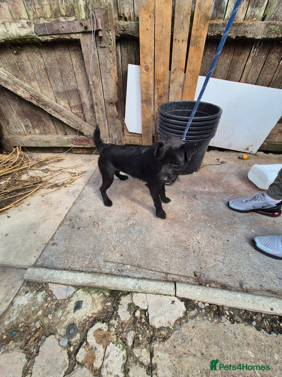 Patterdale Terrier dogs for sale: Patterdale terrier  - Image 4