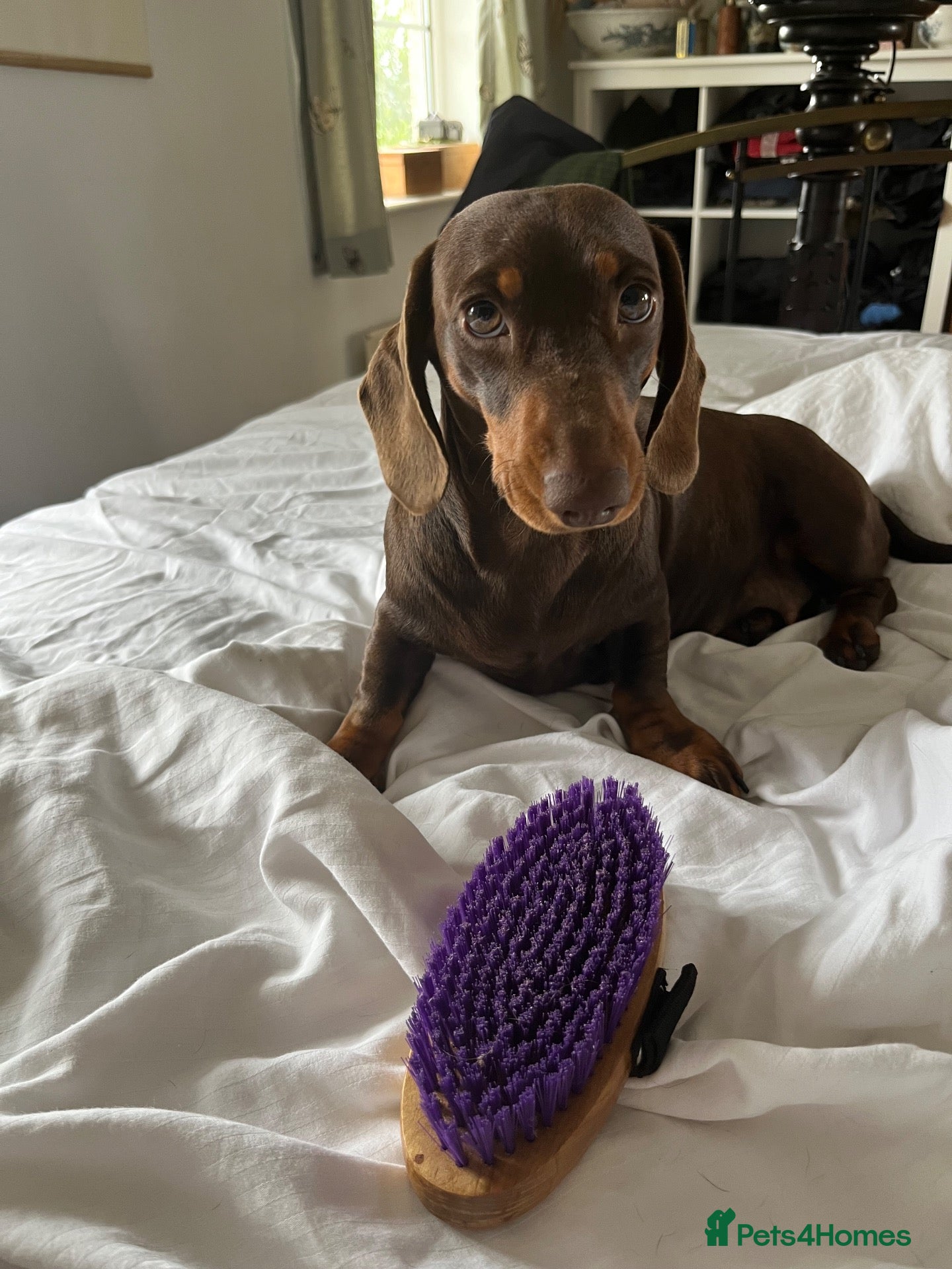 Miniature Dachshund dogs Two handsome KC miniature dauchounds for sale  - Advert 13