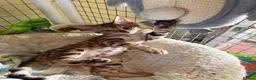 Bengal cats for sale: Bengal 🩷 Female Kitten 🐾 TICA Health Tested - Advert 5