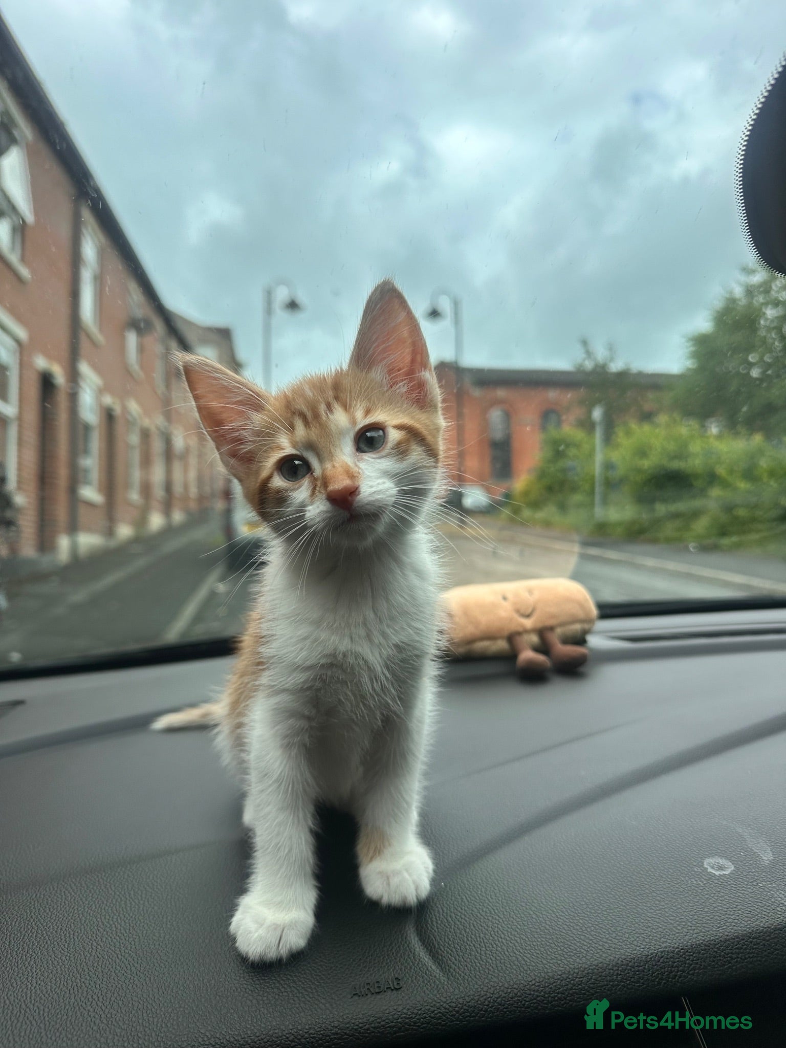 Mixed Breed cats Ginger kitten - Advert 2