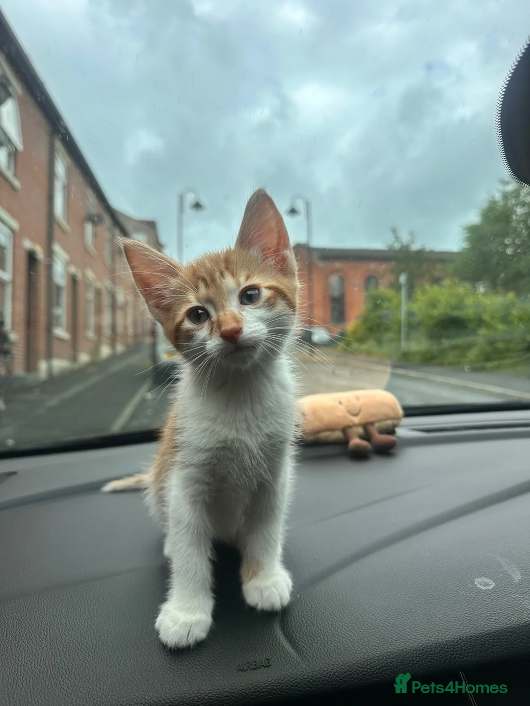 Mixed Breed cats for sale: Ginger kitten - Advert 1