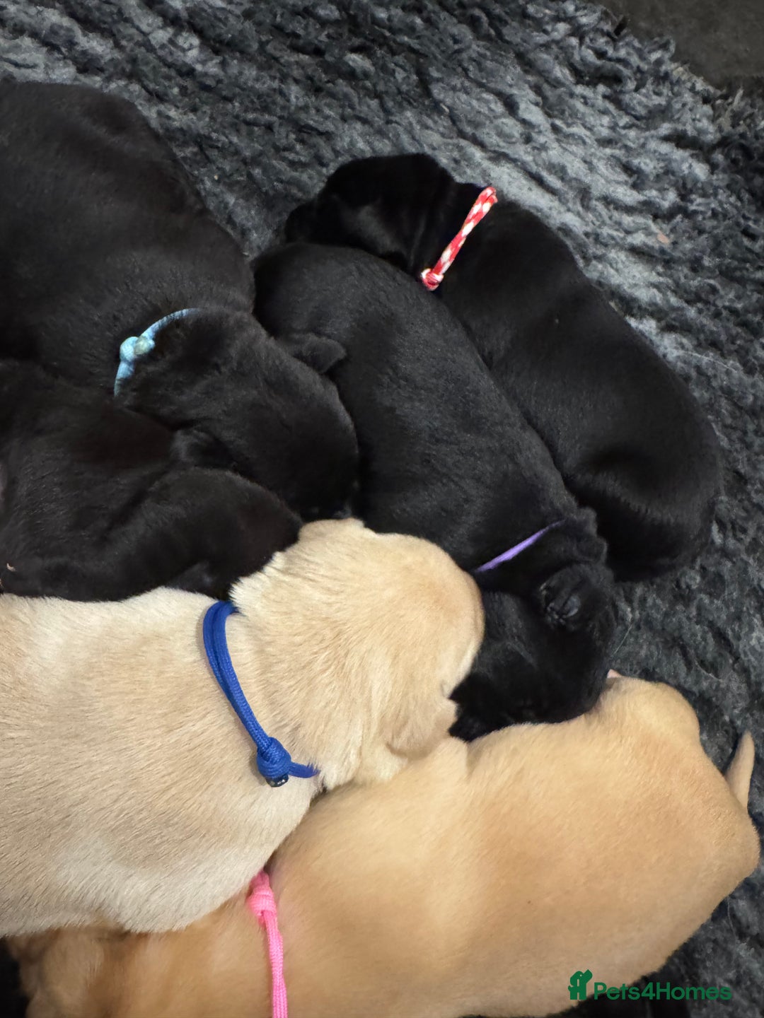 Labrador Retriever dogs for sale: Stunning KC Puppies Health Tested Parents - Advert 7