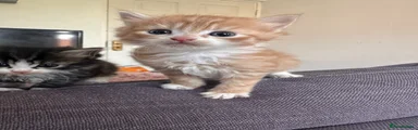 Kitten