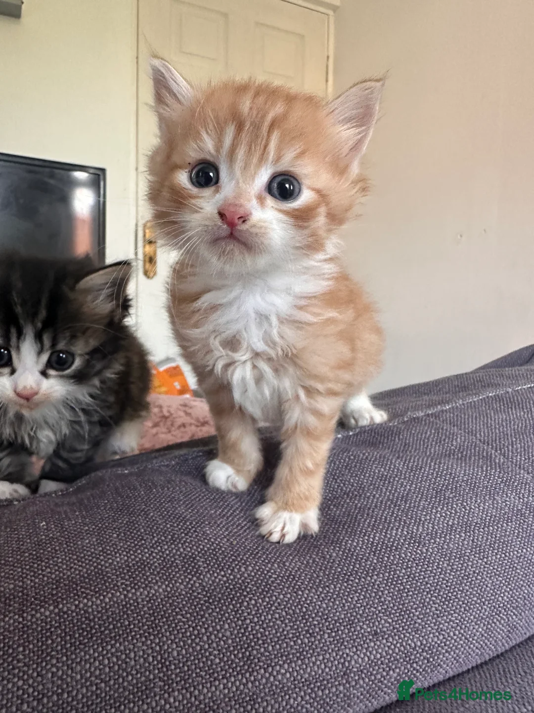 Mixed Breed cats for sale: Long haired tabby in Stoke-on-Trent - Advert 2