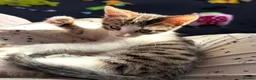 Mixed Breed cats for sale: Tabby kitten  - Advert 7