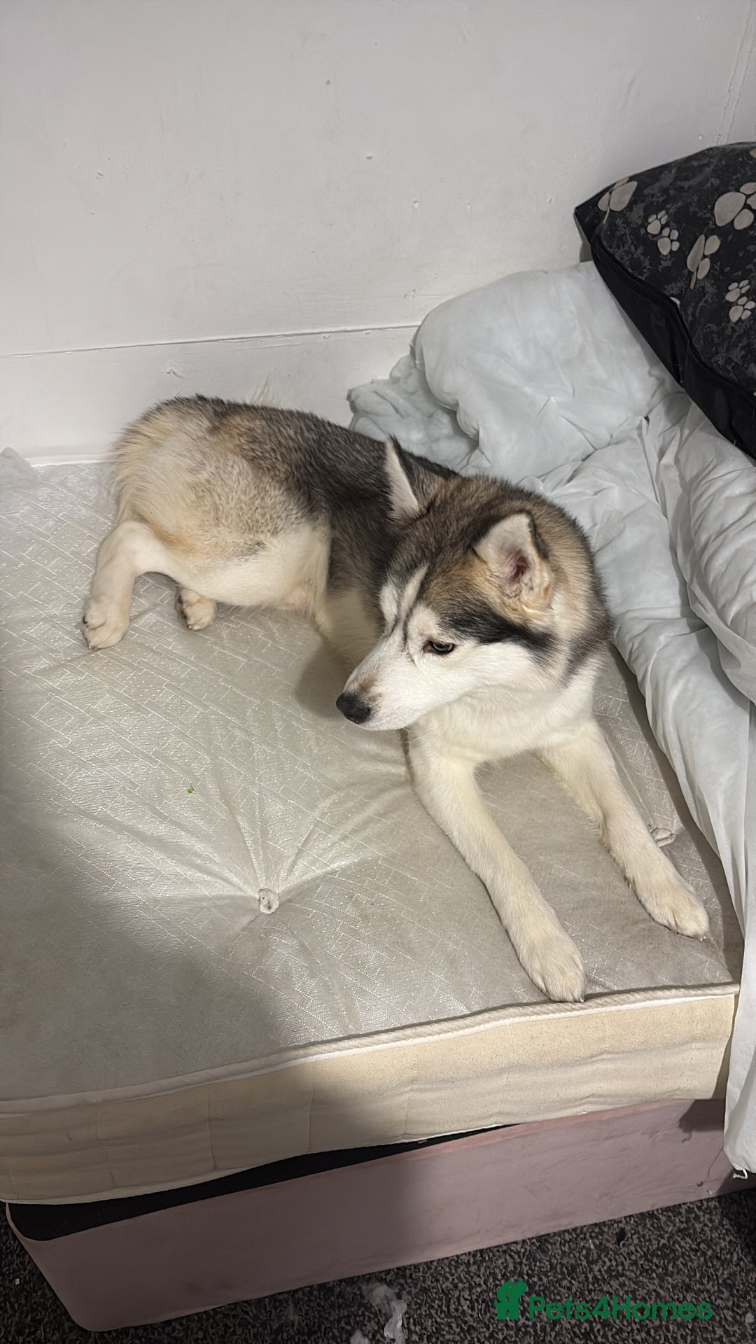 Siberian Husky dogs for sale: Siberian husky - Advert 4