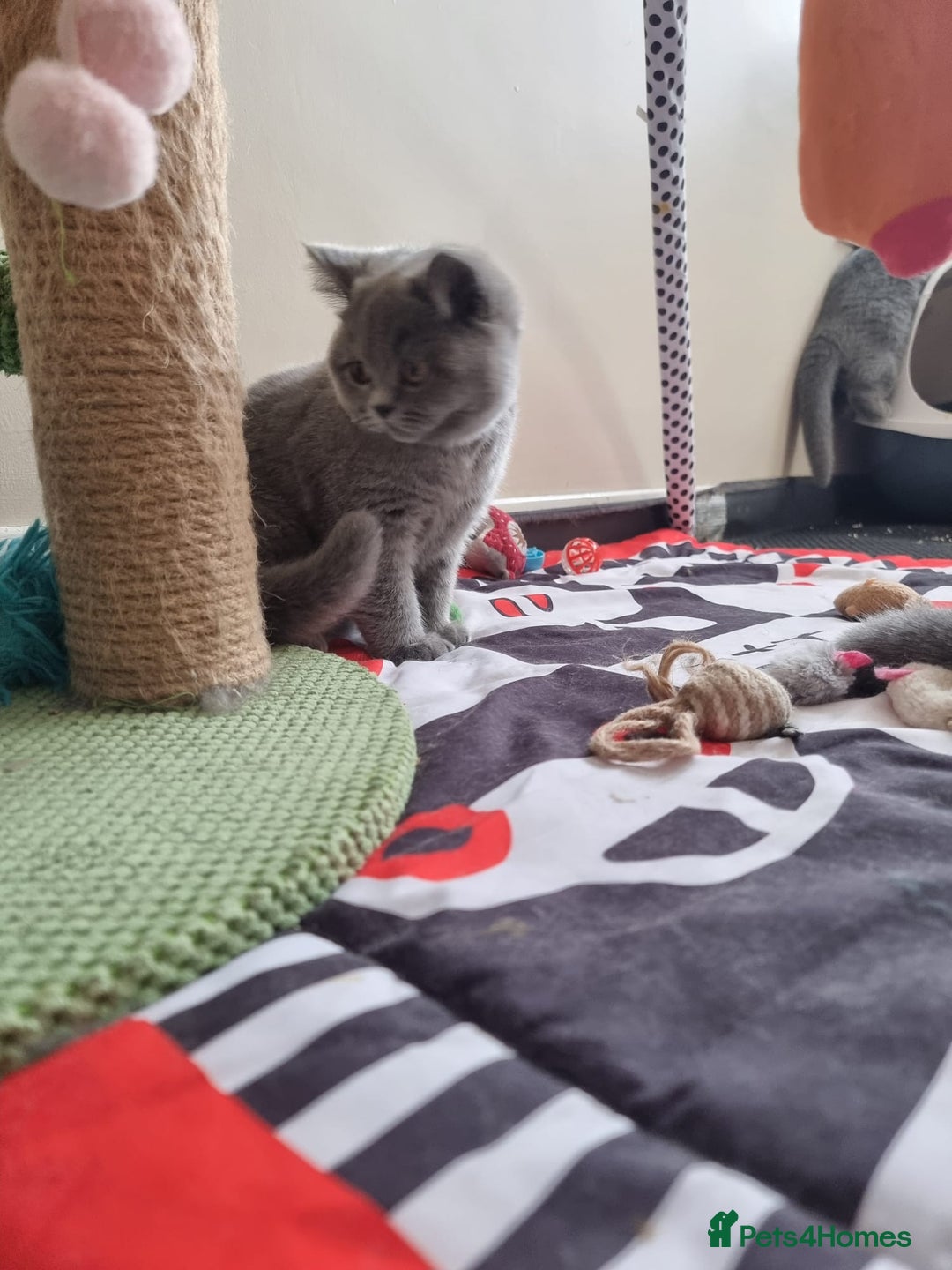 British Shorthair cats for sale:  To Go Now 3 Female Ready GCCF Healthy Pedigree - Advert 23