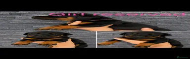 Dobermann Puppy 11 pink