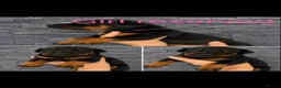 Dobermann dogs for sale: 5 Doberman puppies left  - Advert 2