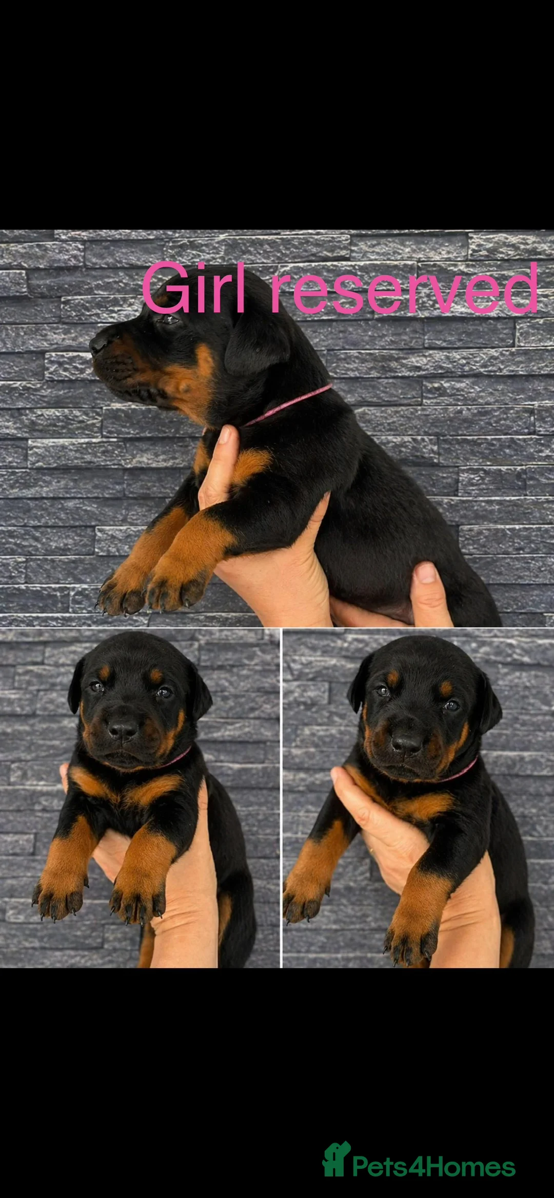 Dobermann dogs for sale: 5 Doberman puppies left  - Advert 2