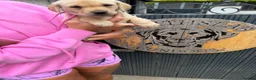 Labrador Retriever dogs for sale: Working  Labrador puppy’s  - Advert 16
