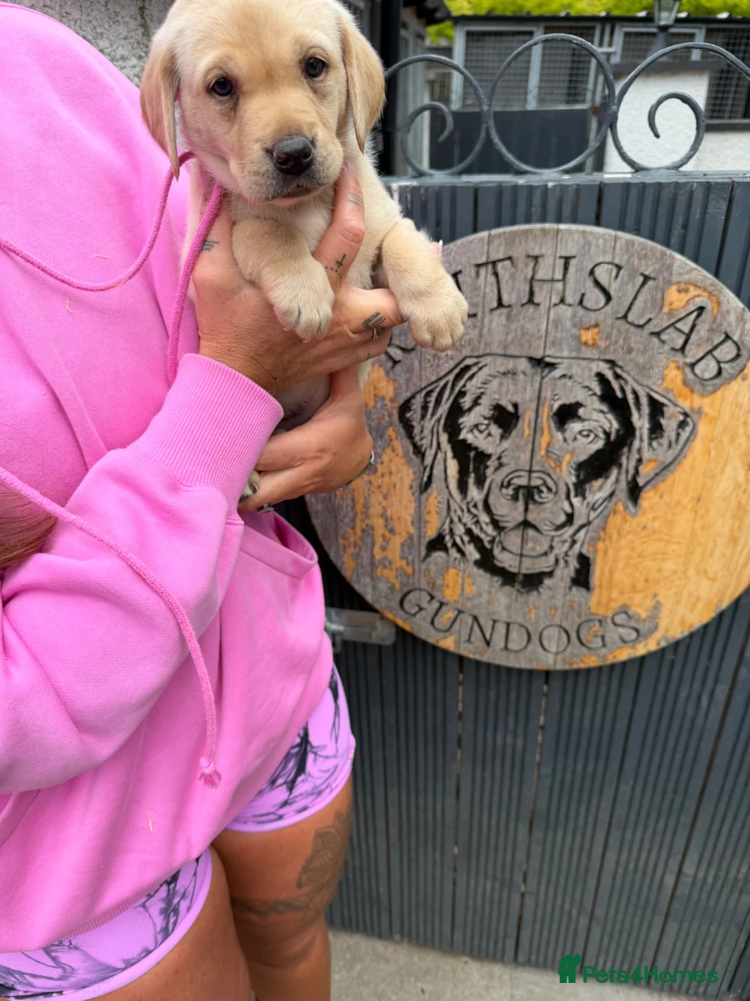 Labrador Retriever dogs for sale: Working  Labrador puppy’s  - Advert 16