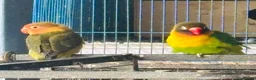 Lovebirds birds for sale: Lovely  birds for sale - Advert 13