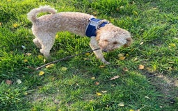 Cockapoo dogs for sale: 8 month old Toy cockapoo - Image 3