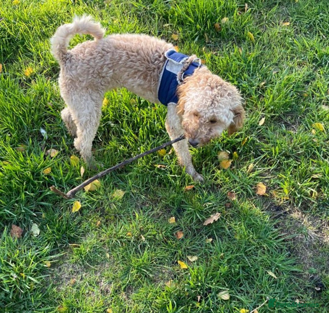 Cockapoo dogs for sale: 8 month old Toy cockapoo - Image 3