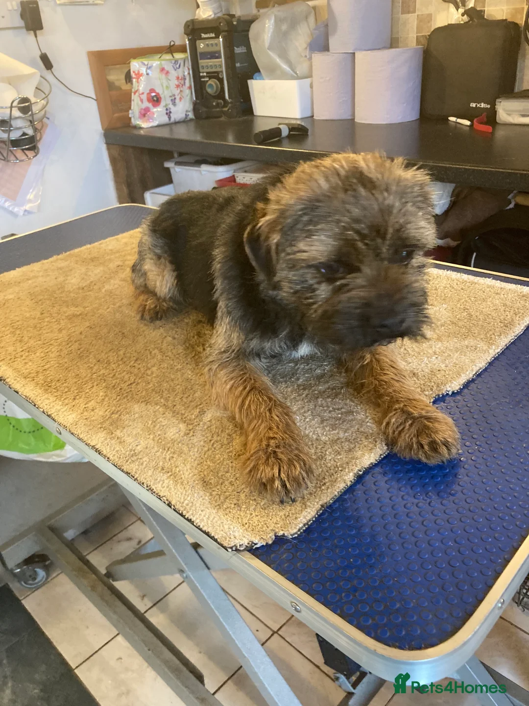 Border Terrier dogs for stud: MEET FINN in Maidstone - Advert 5