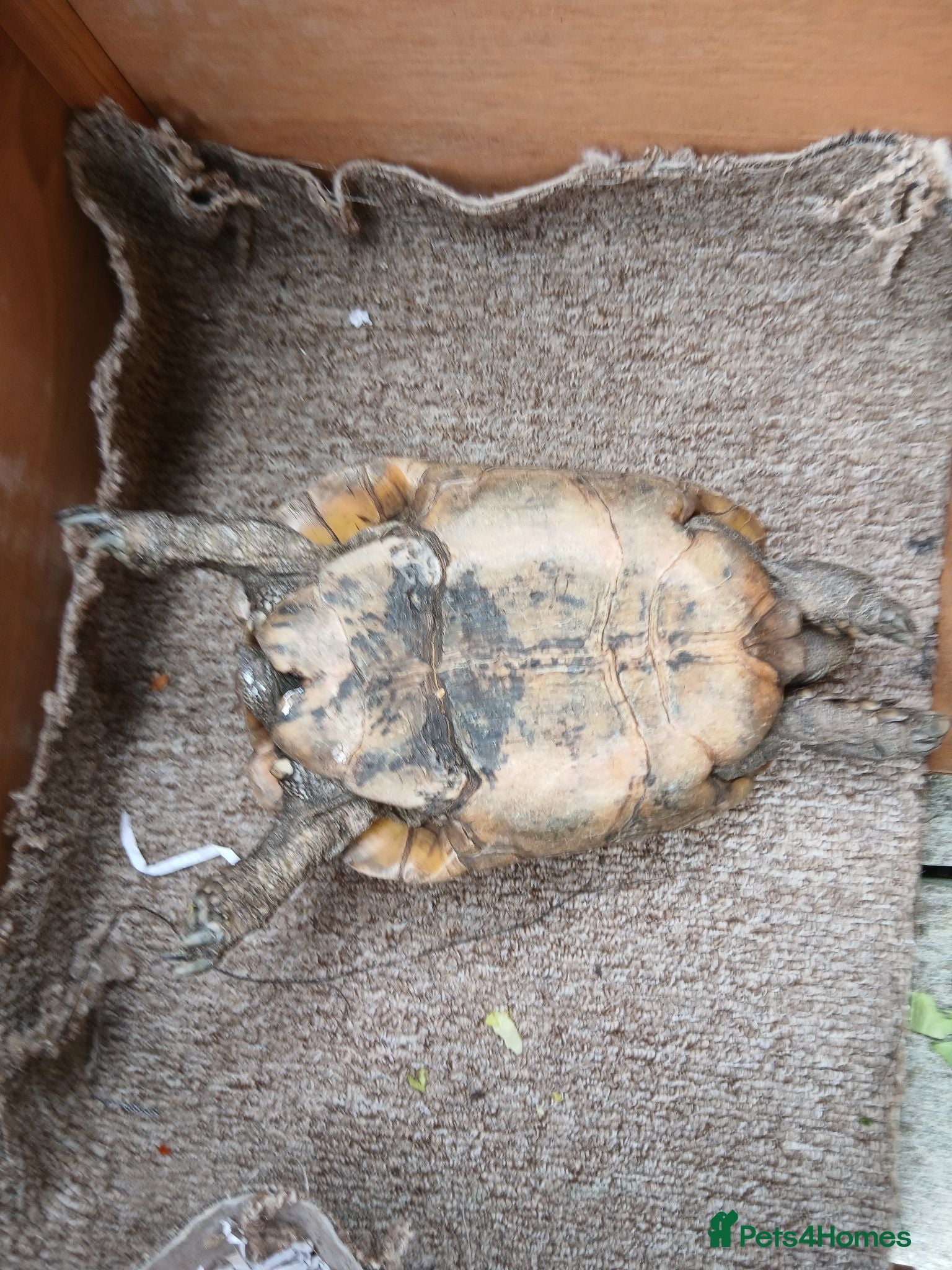 Tortoise reptiles Female Spur‑Thighed Tortoise - Advert 2