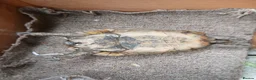 Tortoise reptiles for sale: Female Spur‑Thighed Tortoise in Ammanford - Advert 2