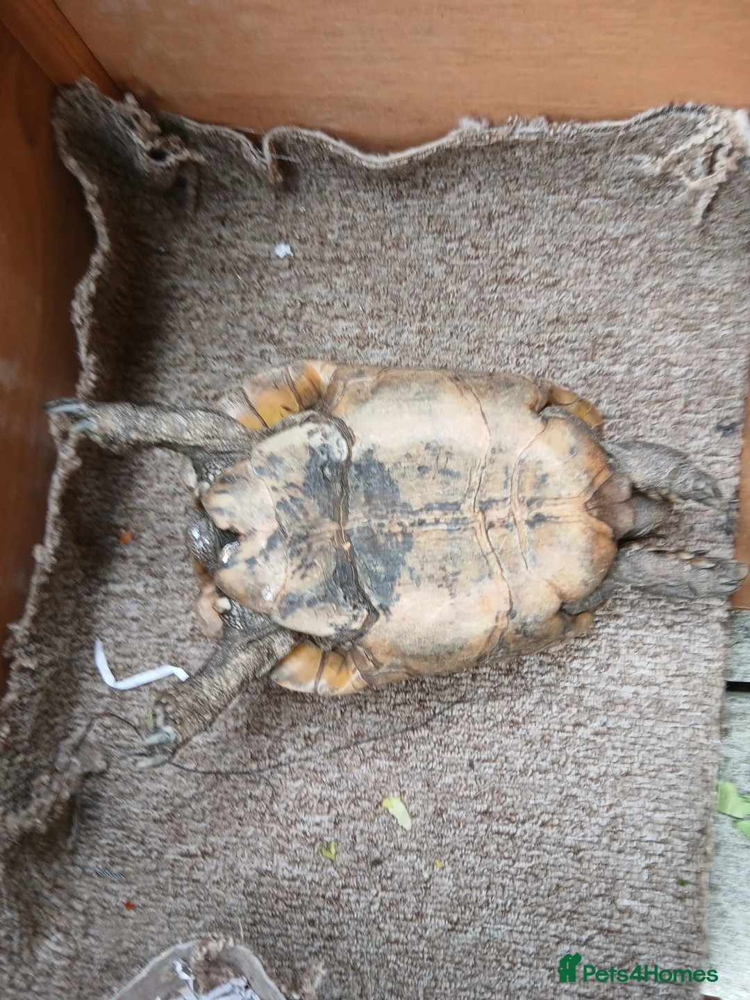 Tortoise reptiles for sale: Female Spur‑Thighed Tortoise in Ammanford - Advert 2