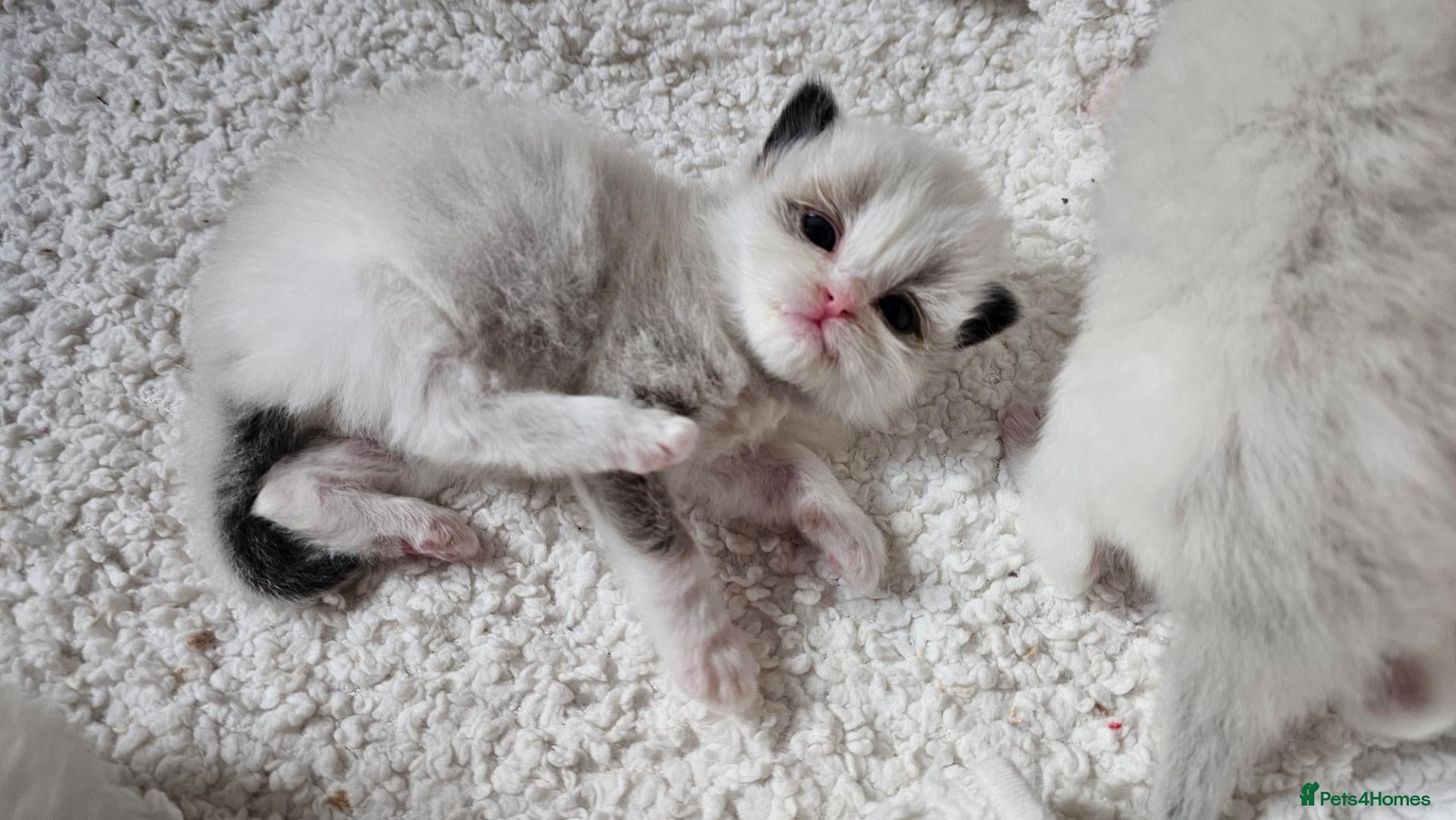 Ragdoll cats for sale: 🏆 GCCF Ragdolls – Championship Bloodlines - Advert 1