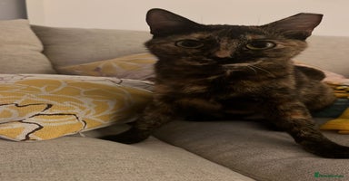 Mixed Breed cats - Advert 5