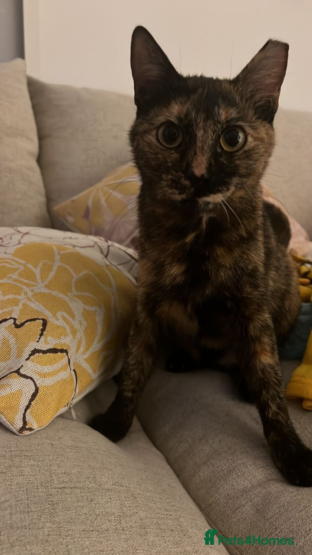 Mixed Breed cats for adoption: ARTI -AFFECTIONATE FUN GIRL SPAYED VACCINATED - Image 3