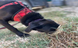 Mixed Breed dogs for adoption: Lovely Leah - Image 25