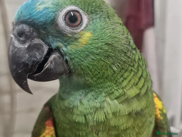 Parrots birds for sale: AMAZONS, PARROTS & PARAKEETS - Advert 1