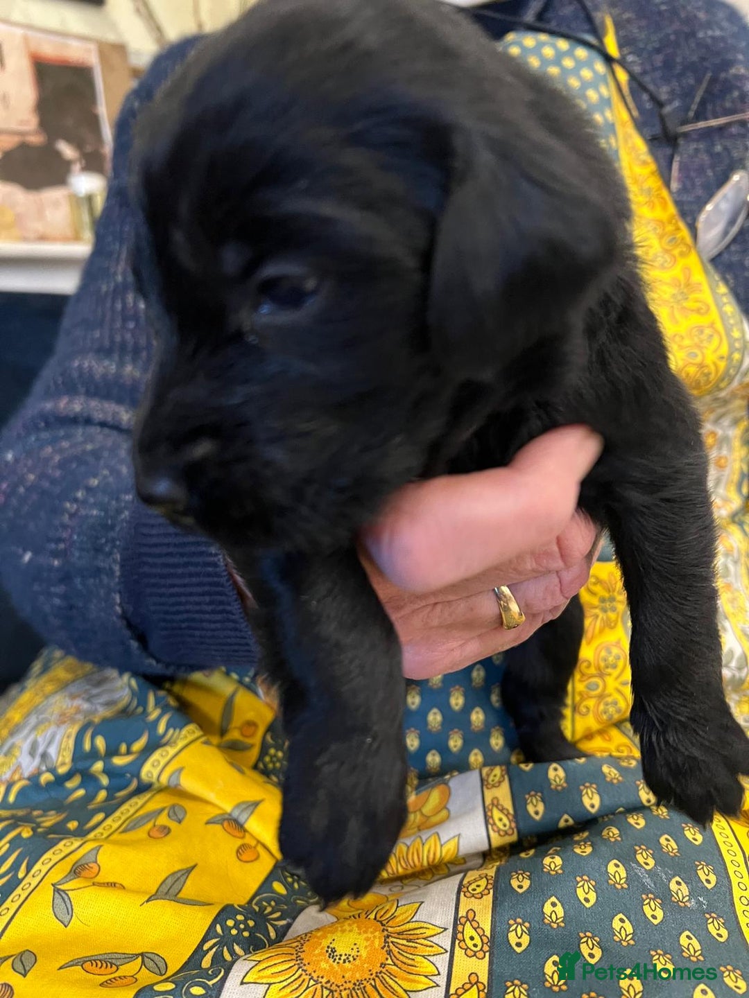 Flat coated Retriever dogs for sale: 11 adorable and lively Flatcoat puppies  - Advert 3