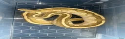 Python Snake reptiles for sale: Male Lesser Fire YB het clown het desert ghost  - Advert 3