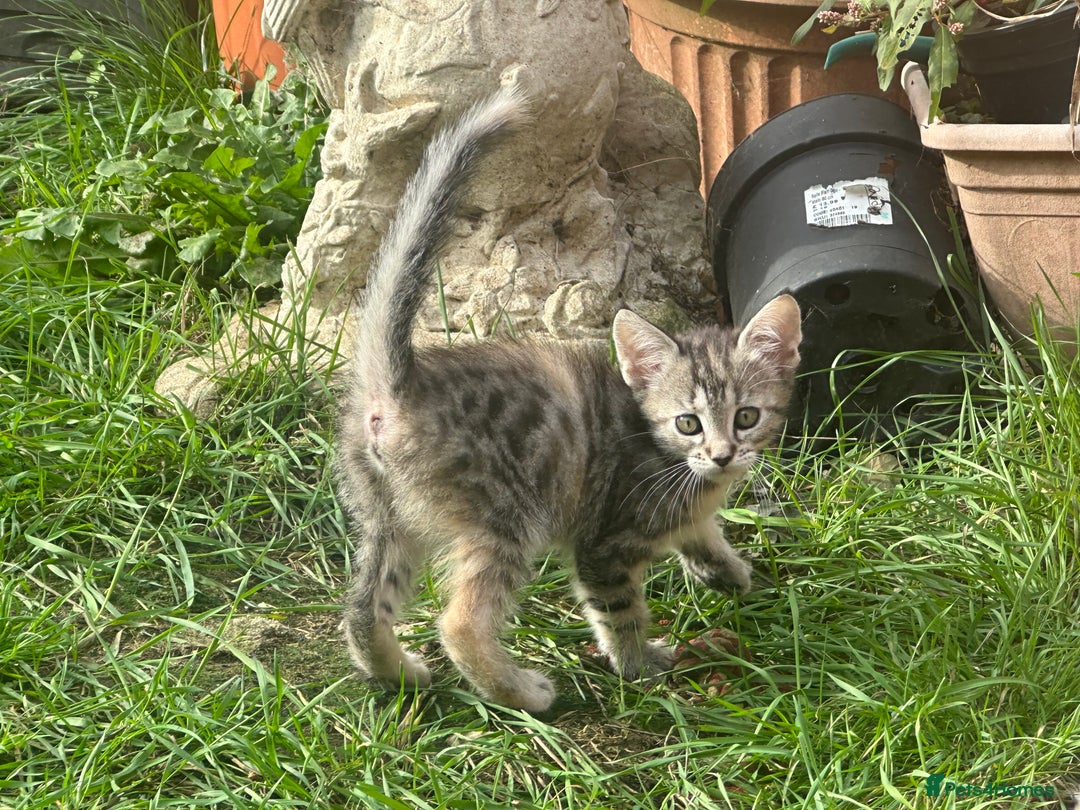 Maine Coon cats for sale: 3/4 Maincoon Cross - Image 11