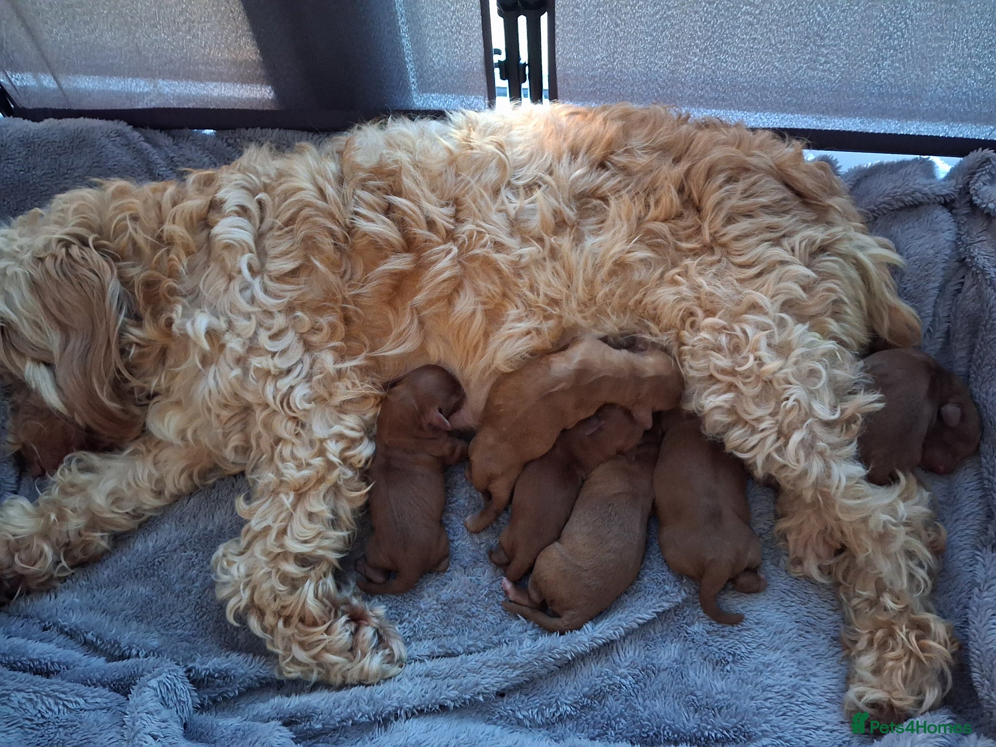 Cockapoo dogs F2 cockapoo puppies - Advert 1