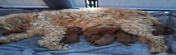 Cockapoo dogs for sale: F2 cockapoo puppies - Advert 1