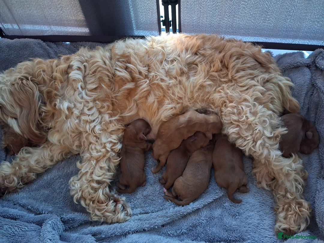 Cockapoo dogs for sale: F2 cockapoo puppies - Advert 1
