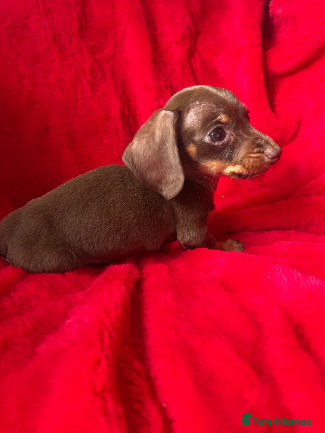 Miniature Dachshund dogs for sale: 2 GORGEOUS MINIATURE DACHSHUND PUPPIES FOR SALE  - Advert 14