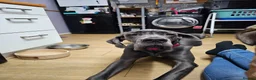 Great Dane dogs for sale: Loving great dane. - Advert 8